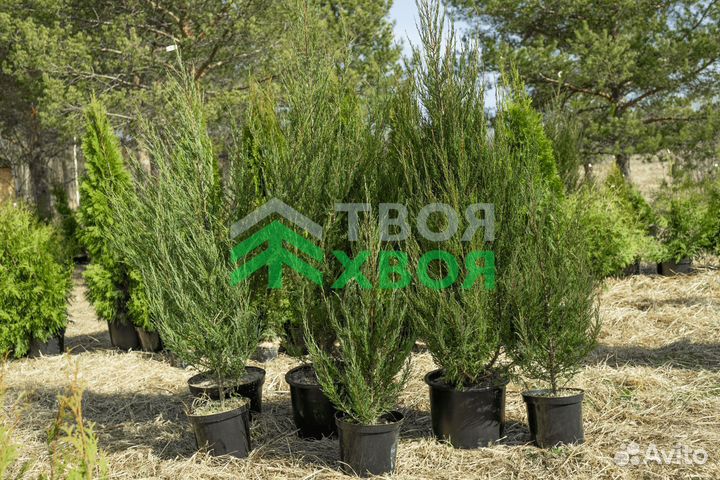 Можжевельник Блю Эрроу с шишкоягодами