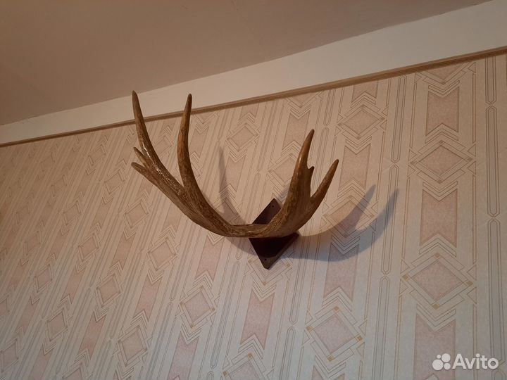 Рога лося