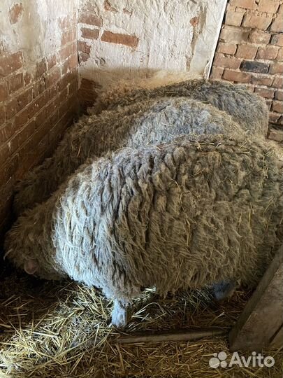 Бараны мериносы на племя