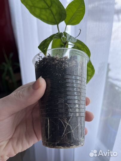 Клеродендрум томпсон