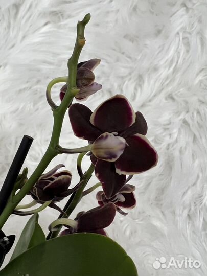 Фаленопсис Банана Шоколад 25 см черная орхидея