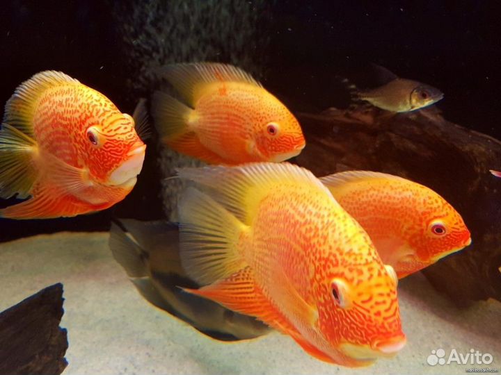 Цихлазома Северум красный жемчуг (Heros severus)