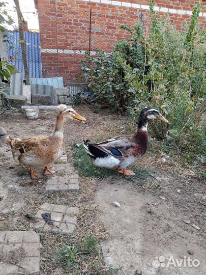 Утки хохлатые