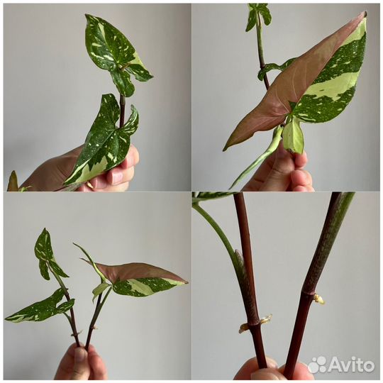 Комнатные растения