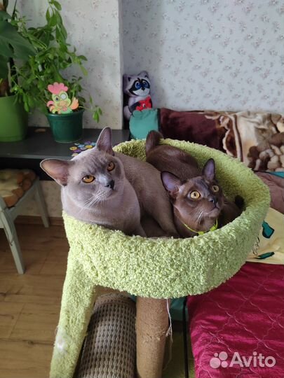 Бурманская