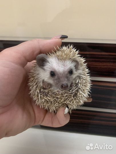 Африканские ежи, ручные ежики (выбор окрасов)