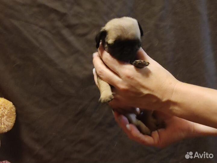 Щенки мопса