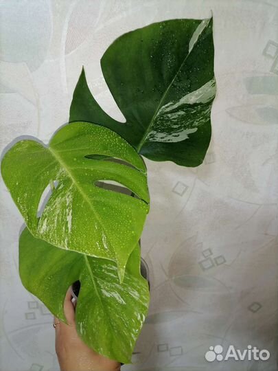 Монстера вариегатная alba