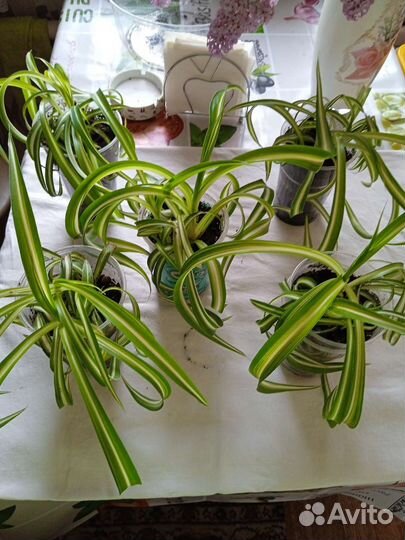 Хлорофитум кудрявый