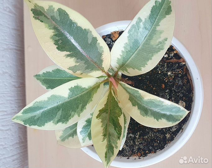 Фикус Мелани вариагатный