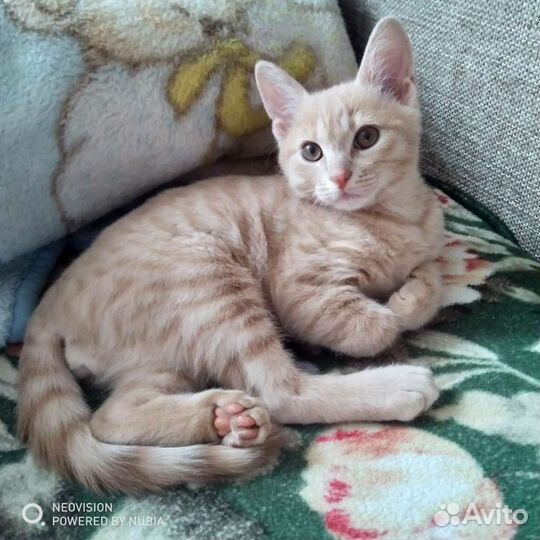 Отдам в добрые руки Котёнка сибирская персиковая