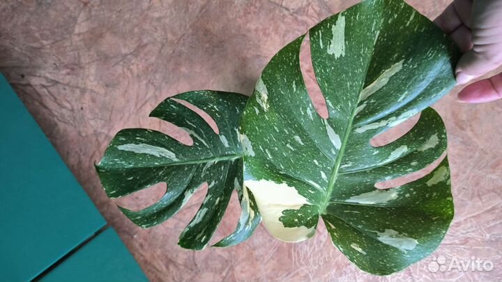 Монстера тайское созвездие