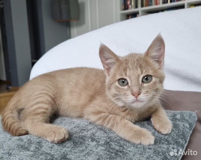 Котенок девочка необычайной красоты