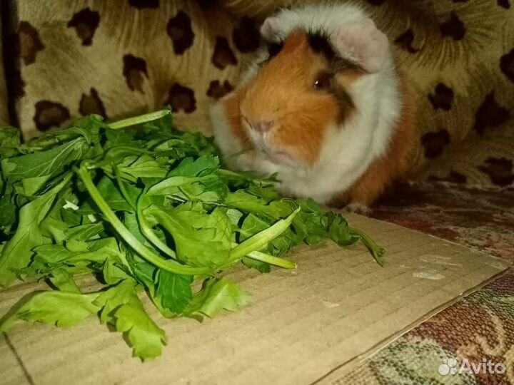 Морская свинка