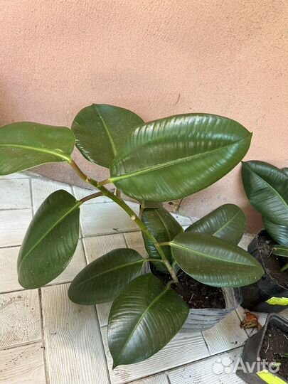 Фикус робуста