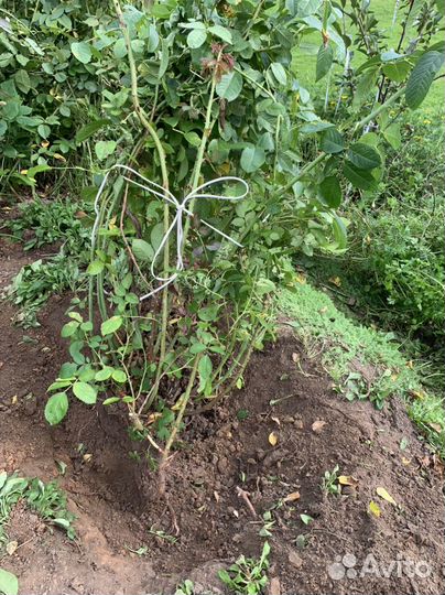 Роза плетистая