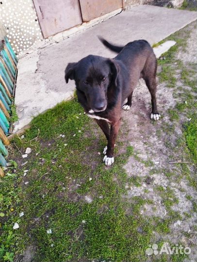 Кобель молодой