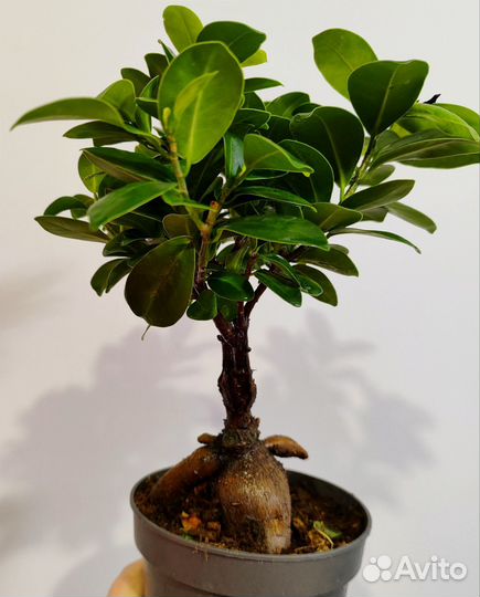 Фикус гинсенг