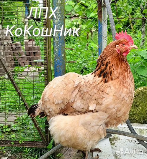 Цыплята несушки