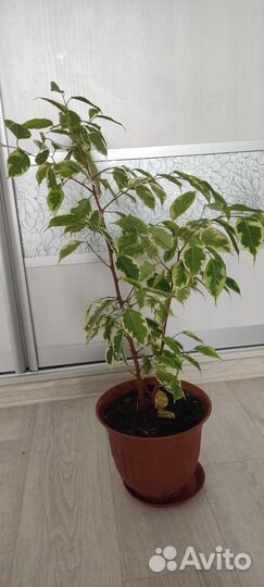 Фикус бенджамина дерево