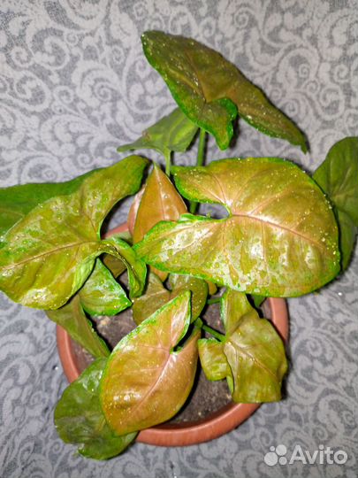 Сингониумы