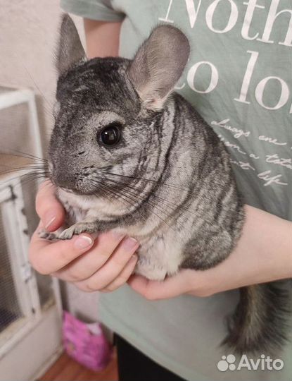 2 Шиншиллы с клеткой