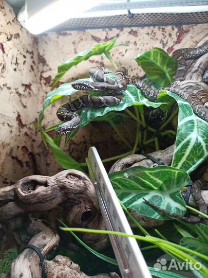 Змея полоз Амурский,high ellow