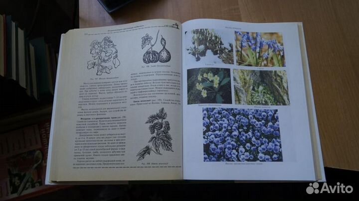 А. А. Карпов. энциклопедия цветовода-любителя 2003