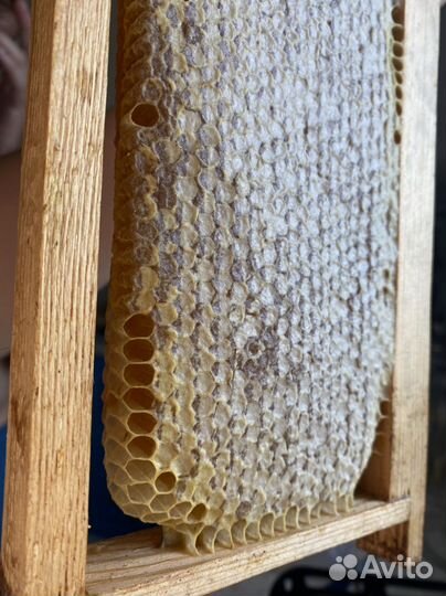 Мед, пыльца, соты, забрус