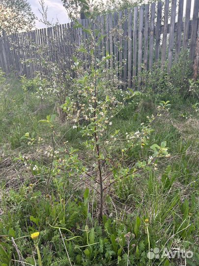 Кусты вишни «Уральская рубиновая»