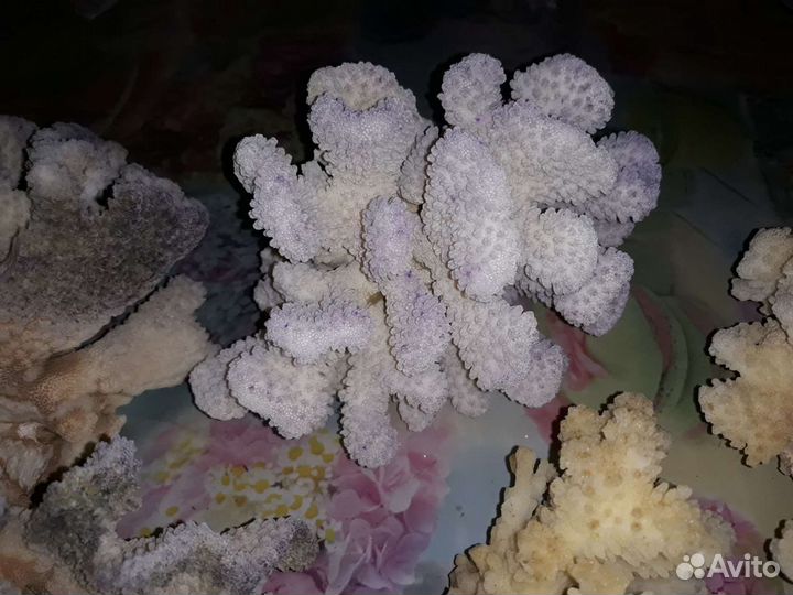 Морские кораллы