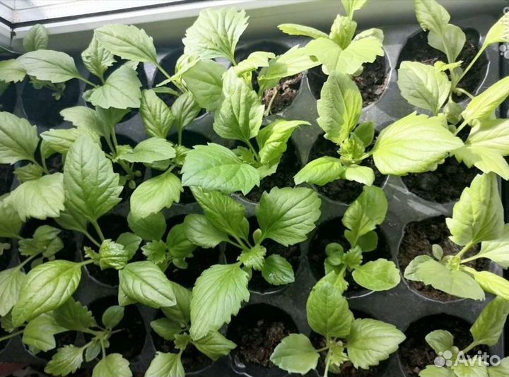 Рассада цветов