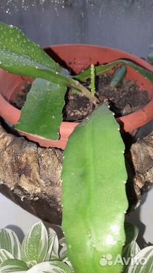 Комнатные растения