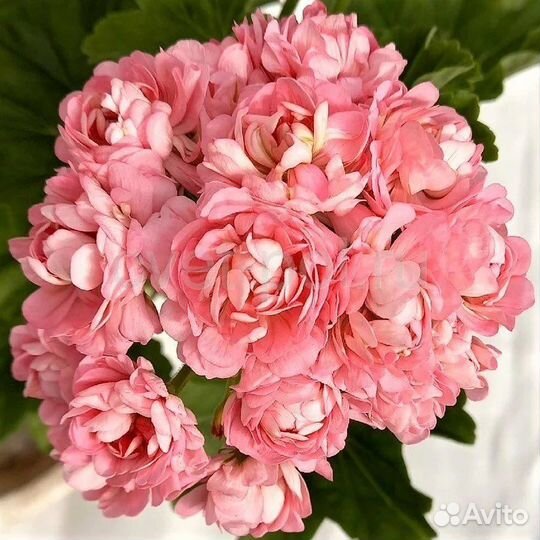 Пеларгония герань розебудная