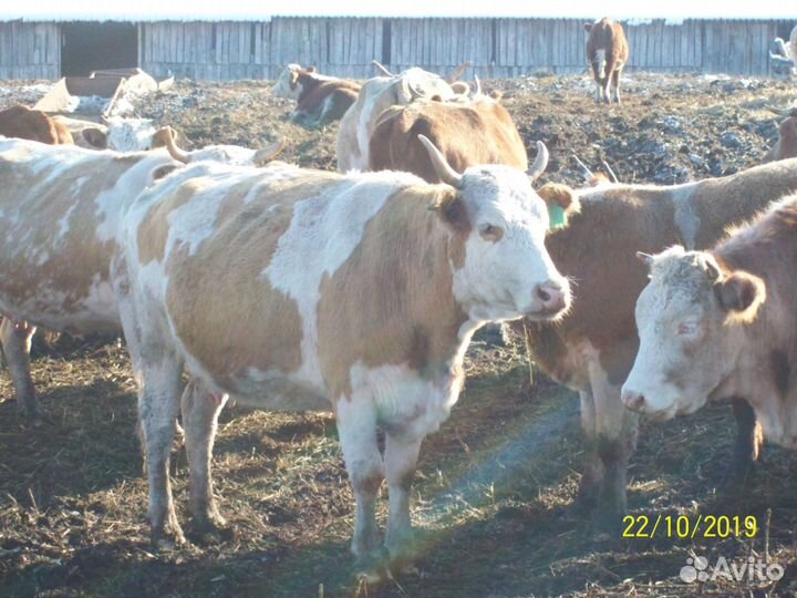 Продам стадо крс помесь симменталов и герефордов