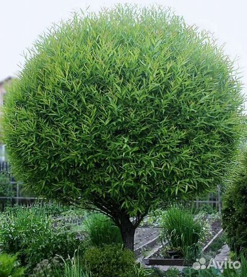 Ива шаровидная