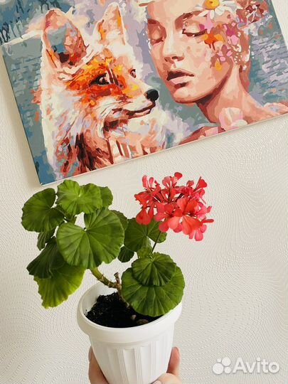 Пеларгония герань