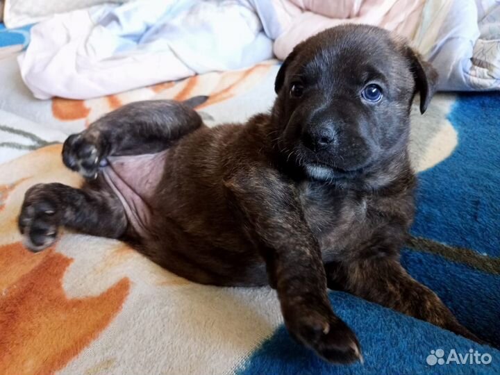 Питбультерьер