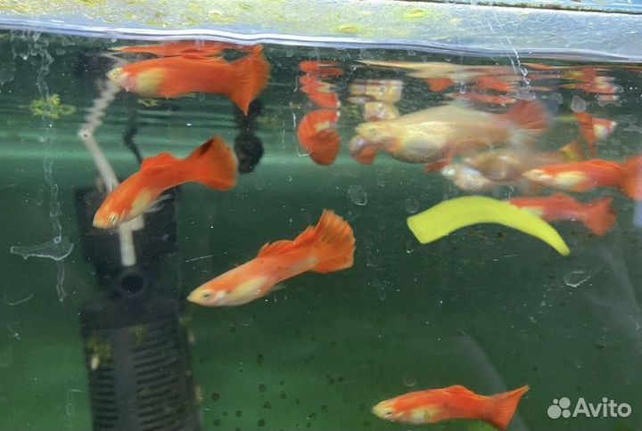 Аквариумные рыбки гуппи