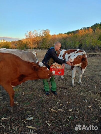 Хлебобулочные отходы в доходы