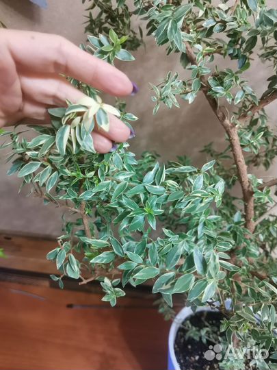 Мирт Ирен вариегатный мелколистный