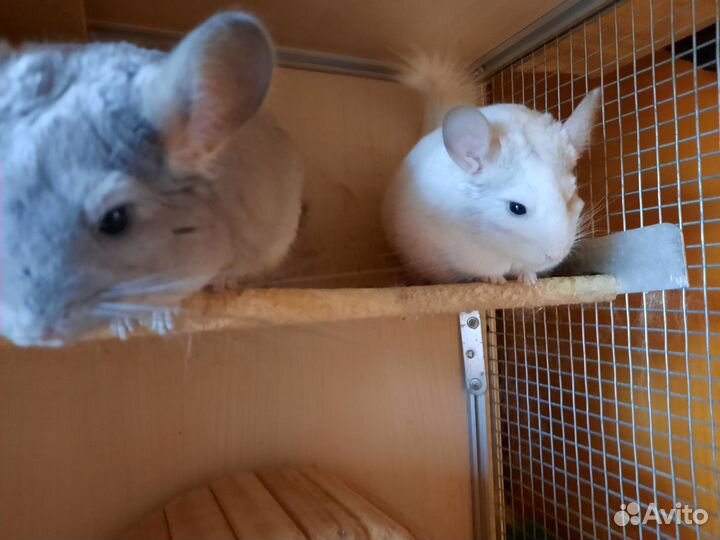 Домашний питомник шиншилл