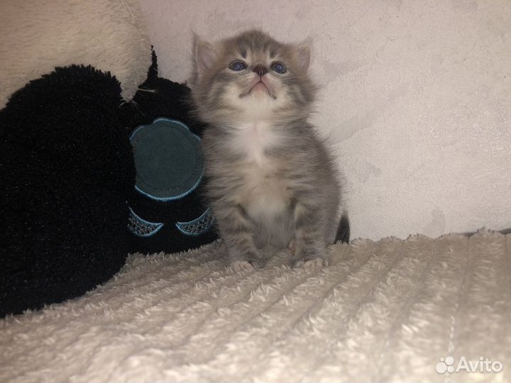 Шотландские котята