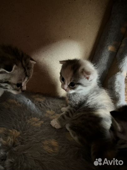 Шотландская вислоухая