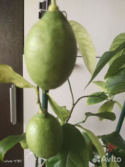 Лимон Лунарио