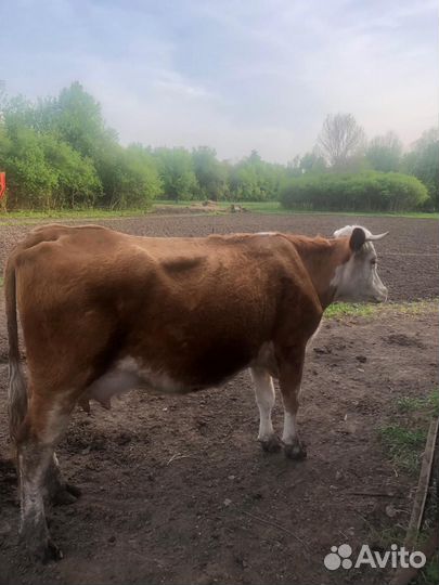 Корова с теленком(бычок)на подсос