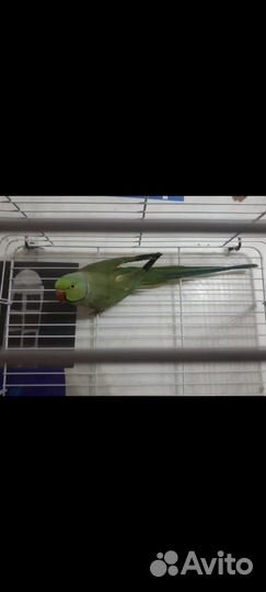 Ожереловый попугай самец