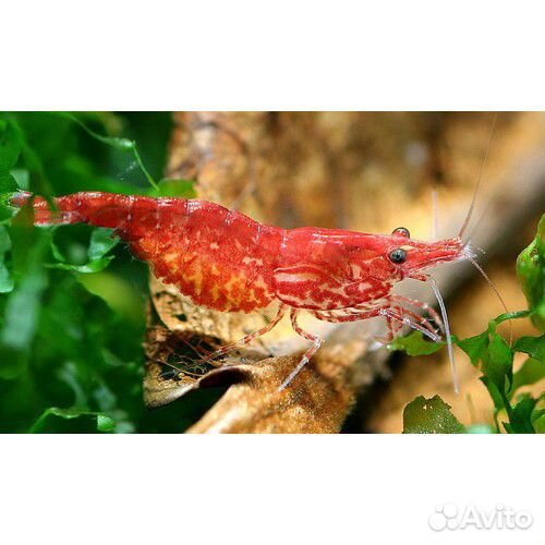 Креветка Вишня красная 1-2см