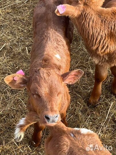 Крс телята бычки с быстрой доставкой