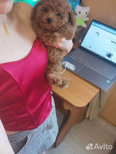 Кукла mini Dayzi Мальтипу